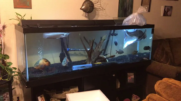 How To Introduce Fish Into Fish Tank Pt. 1