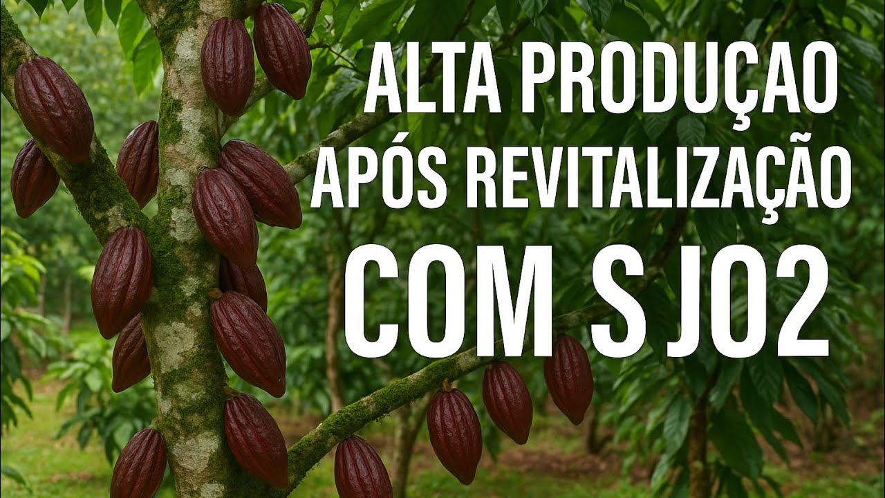 Alta produção, após revitalização com a variedade de cacau SJ02.