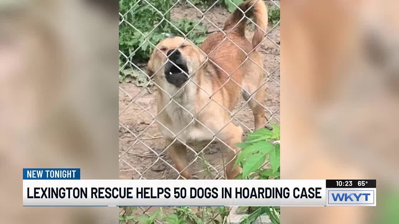 50 dogs rescued from deplorable conditions - YouTube
