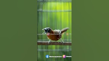 Tepus Gacor Mewah #tepusgacor #tepuskepalaabu #tepuskepalaabuabugacor #tepusmewah