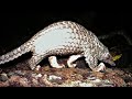 Coronavirus: Pangolin revenge of the world&#39;s most poached mammal due to its scales and to its flesh?