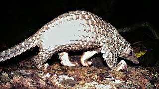 Coronavirus: Pangolin Revenge Of The World's Most Poached Mammal Due To Its Scales And To Its Flesh?