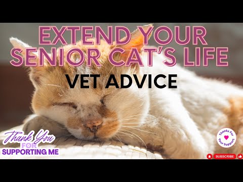 5 Very Important Health Senior Cats Tips – Vet Advice