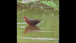 suara burung tuttan/tikusan merah.ampuh.versi 2..