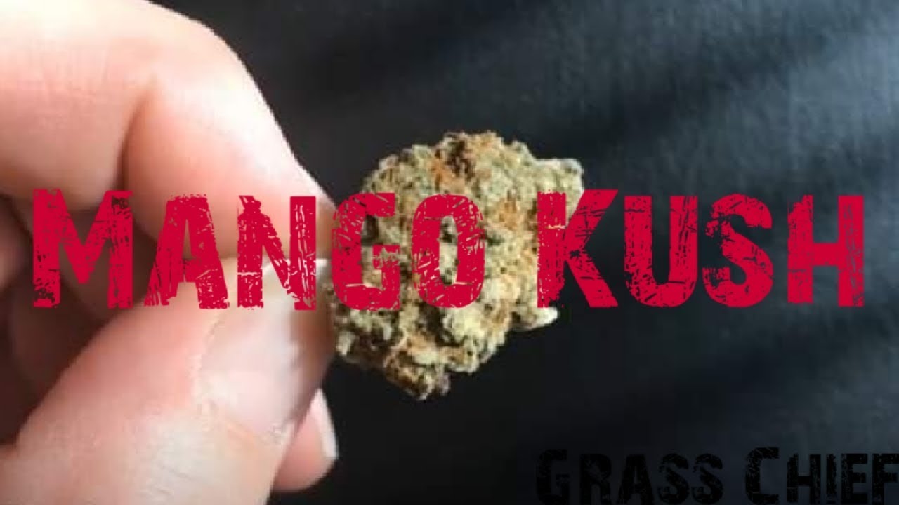 Cigrit Reviews "Mango Kush" (Medical Marijuana) From Grass Chief YouTube