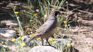 California quail and very young chicks ...