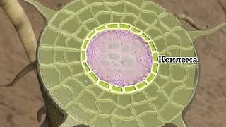 Колготкидегі транниді блять Жалаңаш Саша Спилберг