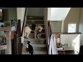 Crazy Cat attacks German Shepherd - Round 1