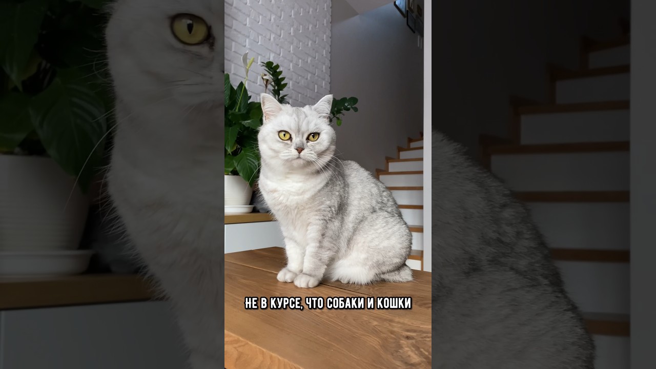 какие породы собак лучше всего ладят с детьми