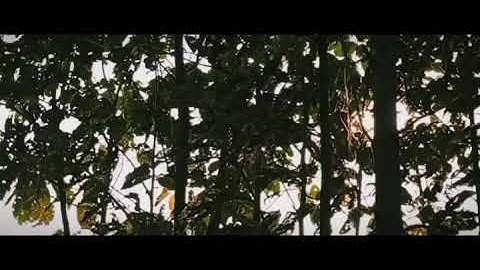 Identifying some of the plants with #medicinal and other values Intro Video #plants #forestry