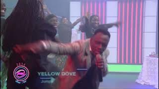 Yellow Dove- Jumpa Tv Ministration