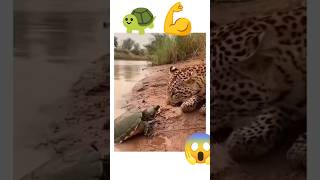 🐢💪 Strong Turtle Saves the Day! | Amazing Animal Moments #shorts