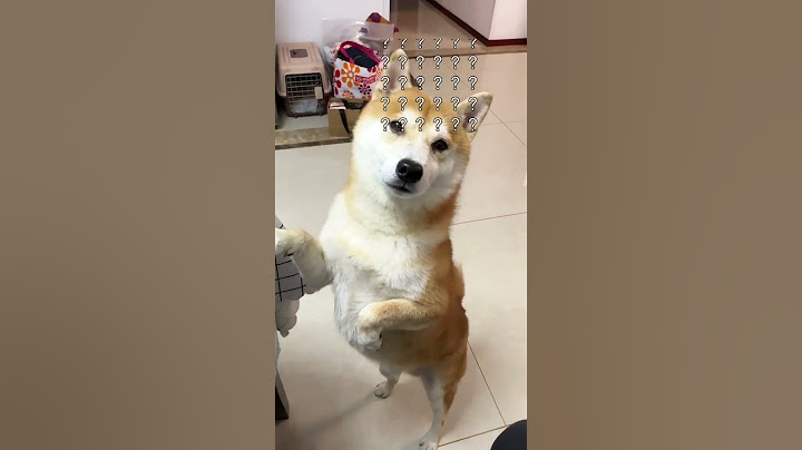 这下哄不好了哈哈哈 #柴犬 #铲屎官的乐趣