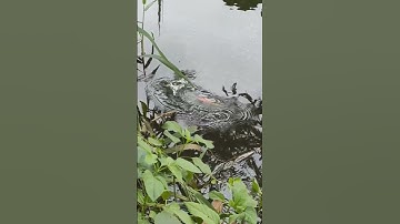 Câu cá rô đồng bằng trứng kiến vàng mùa nước nổi #caucarodong #cauca