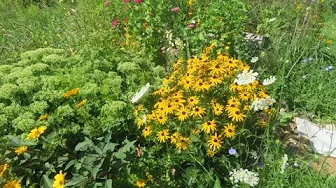 August Flower and Vegetable  Garden Tour 8 8 2024