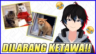 MUSTAHIL GAK KETAWA - KELAKUAN KOCHENK OREN BARBAR | You Laugh You Lose Edisi Kucing