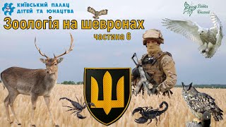 Зоологія на шевронах  Частина 6