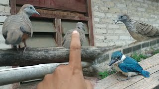 Cara Merawat Dan Menjinakkan Burung Tengkek