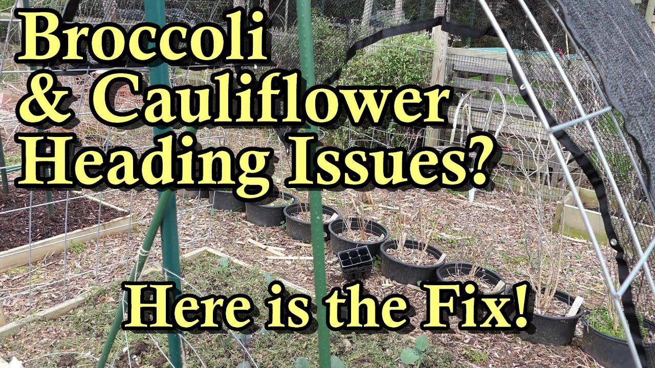 How to Get Broccoli and Cauliflower to Form Big Beautiful Heads Shade