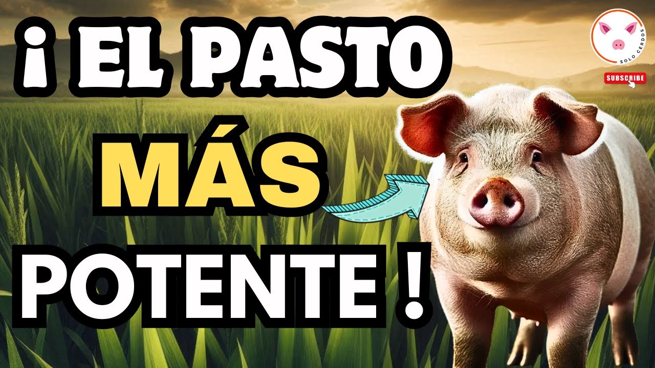 🔥 El Pasto Más Potente para Cerdos: ¿Por qué Todos Hablan de King Grass? 🐽