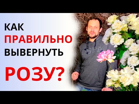 Видео: Откуда берутся большинство мировых роз?