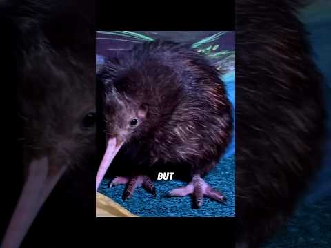 JANGAN PANIK‼️BURUNG BUTBUT BUKAN MENYAKITI ANAKNYA😱 #greatercoucal #burung #birds #babybird