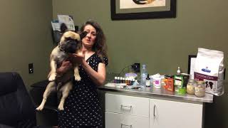 Calgary Vet talks about pets safety in poor air quality (forest fire smoke) by Bow Bottom Veterinary Hospital 365 views 4 years ago 4 minutes, 29 seconds