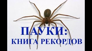 Пауки Гиганты в Коллекции Природоведческого Музея, Киев, Украина Пауки Гиганты в Коллекции Природоведческого Музея, Киев, Украина