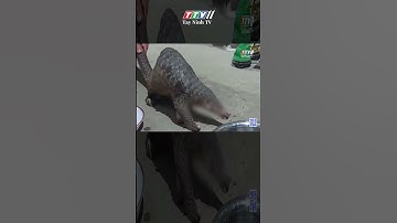 Bắt tê tê java quý hiếm vướng vào hàng rào #Shorts