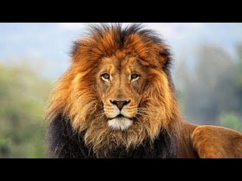 Vídeo: Por Que O Leão é Chamado De Rei Dos Animais