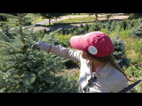 s3/e14-pruning-christmas-trees