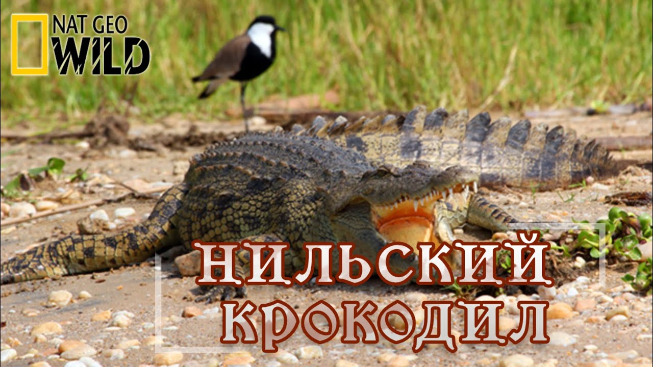 Про крокодила и птичку. Сенегальская авдотка и крокодил. Крокодил и птичка Тари симбиоз. Нильский крокодил. Сенегальской авдотки и нильского крокодила.