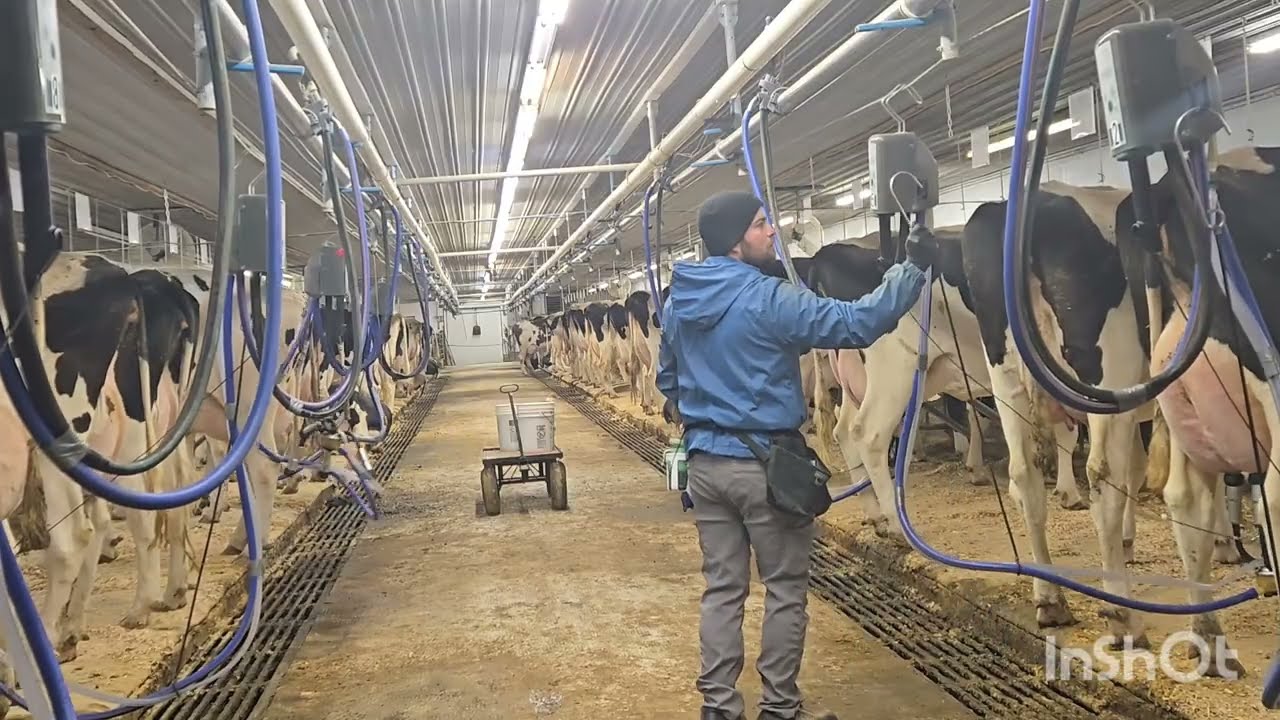 Доение последних нескольких коров утренней смены