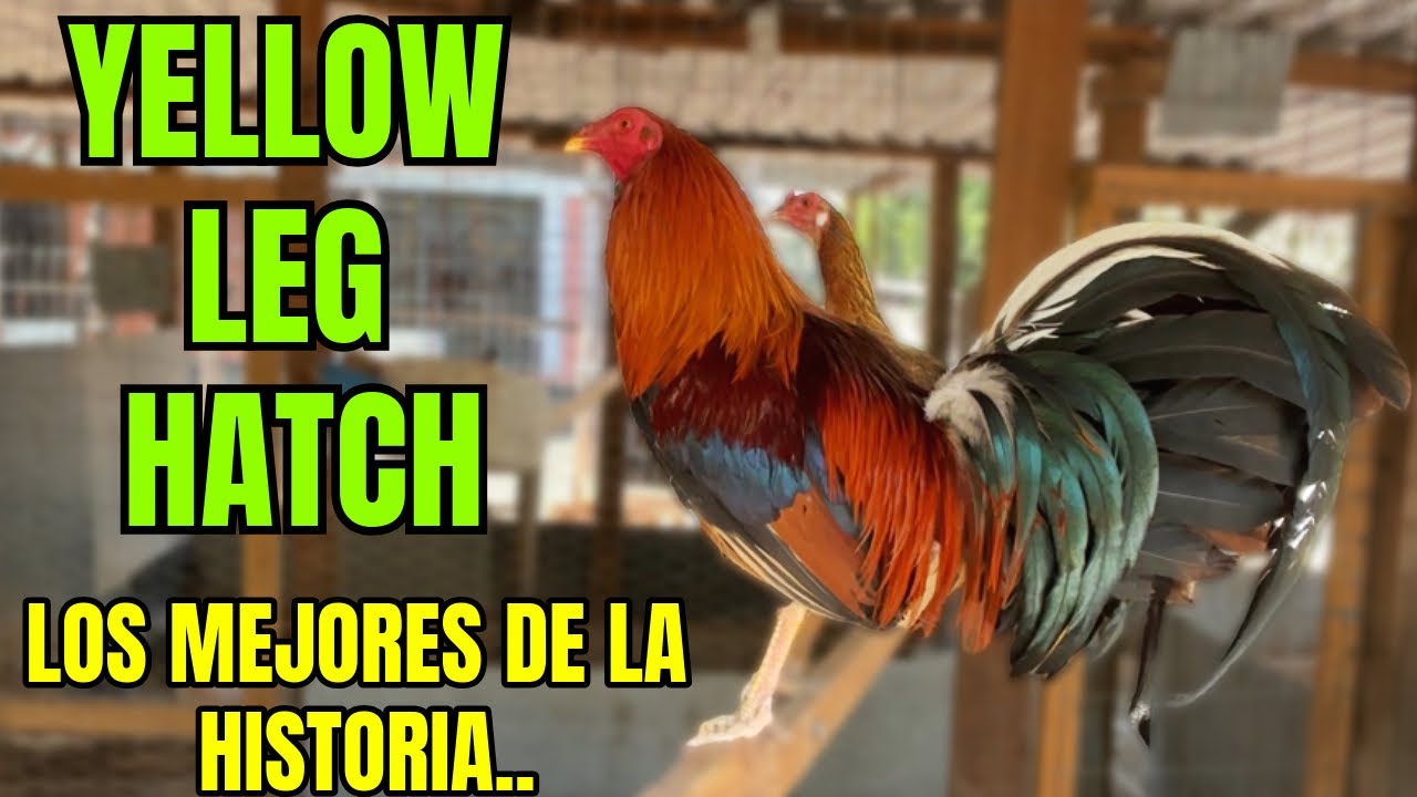 YELLOW LEG HATCH... LOS MEJORES DE LA HISTORIA