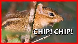 Eastern Chipmunk Calls, Sounds, Chirps
