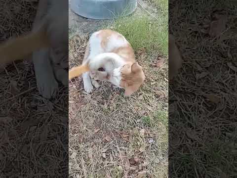 قط جبت له حكاكة ظهر انظروا مافعل