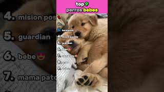 TOP 9 perros bebés más tiernos del mundo 🥹🐶 (imposible no sonreír) screenshot 5