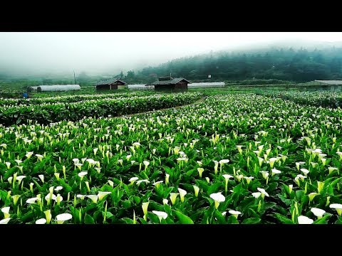 2020陽明山竹子湖海芋花盛開! Yangmingshan Bamboo Lake calla lilies in bloom