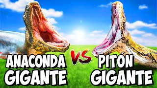 Anaconda Gigante VS Pitón Gigante