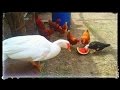 White Muscoy Duck Going on Watermelon Party