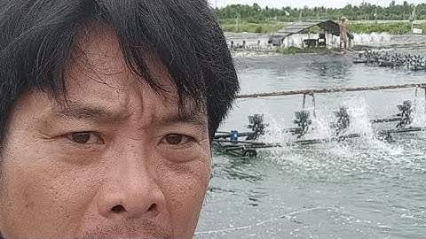 Cách dùng Nano Bạc, Nano Đồng trong ao tôm