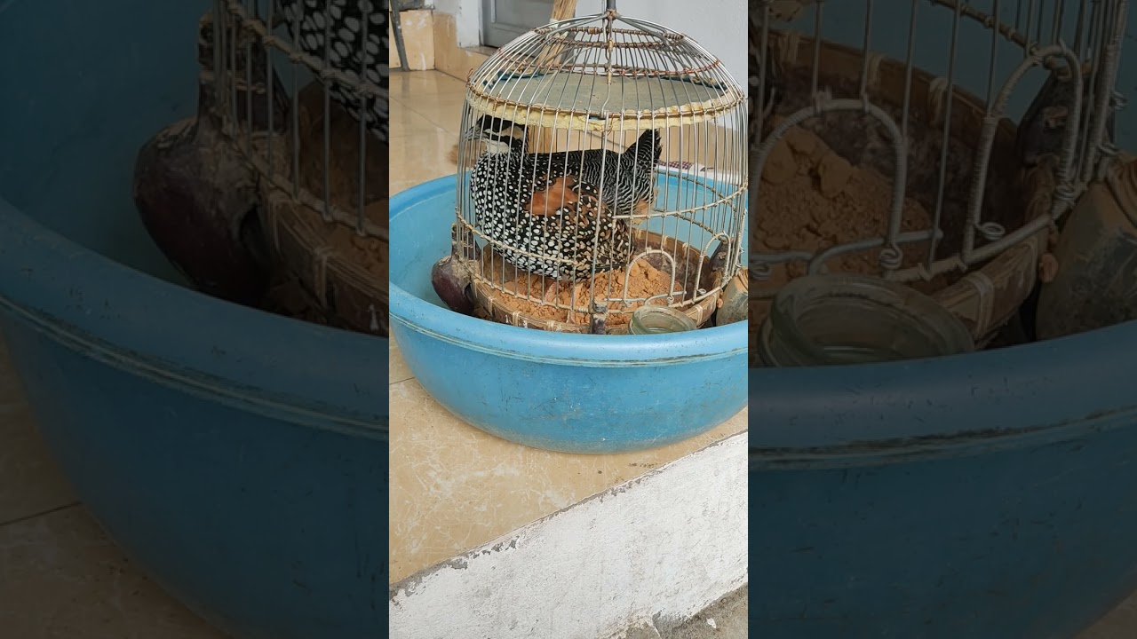 Chim thuần to đẹp tốc cò . Đt 0988 343 941