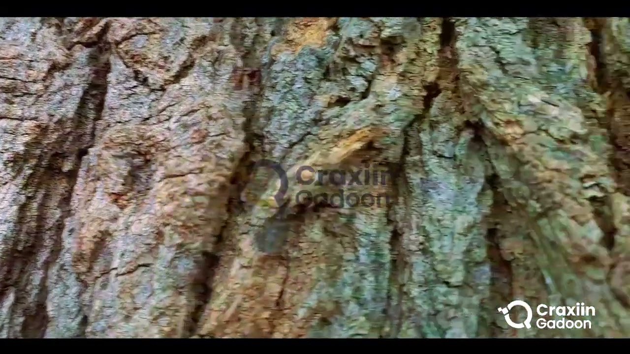 Best Video 📹 #2025 #2026 