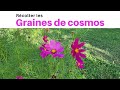 Rcolter les graines de cosmos  astuce