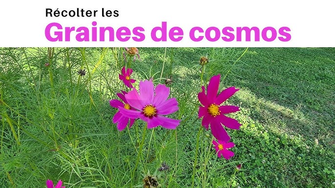 Récolter et semer des graines de fleurs sauvages