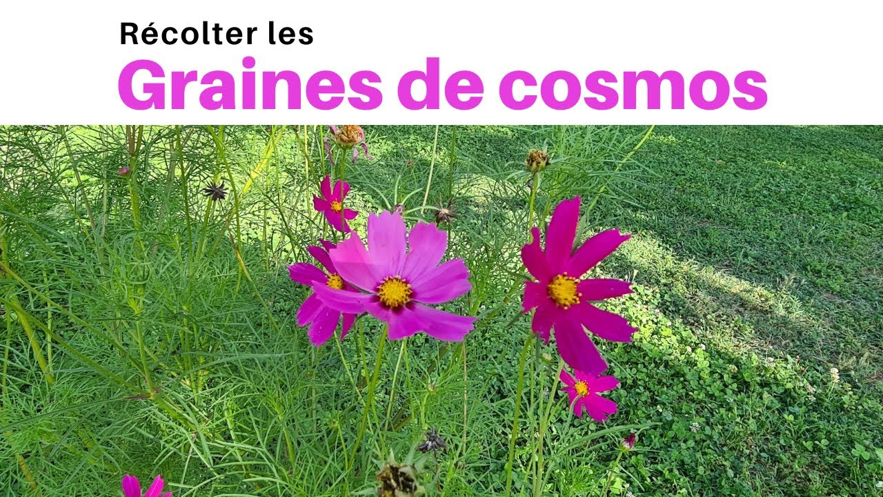 Récolter les graines de cosmos - Astuce - thptnganamst.edu.vn