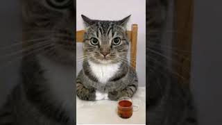 #funny #comedy #catmemes  like and susbcribe