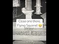Yikes, buddy! #birds #animals #nature #squirrel #flying #wildlife #funny #shorts #live #cute