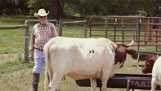 Bruce Petesch Pineywoods Cattle Breeder
