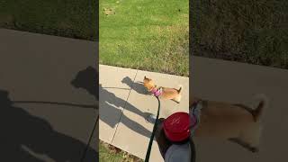 #walking #prettygirl #shortvideo #shorts #short #viral #viralshorts #funny #dogs #dog #pets #pet